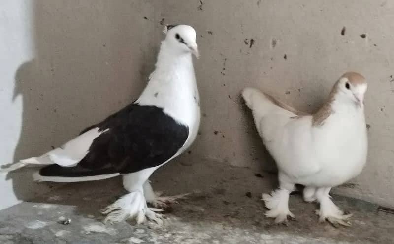 Sherazi Pigeon & Flying pigeon 12