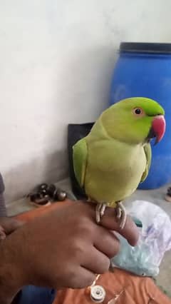 parrot