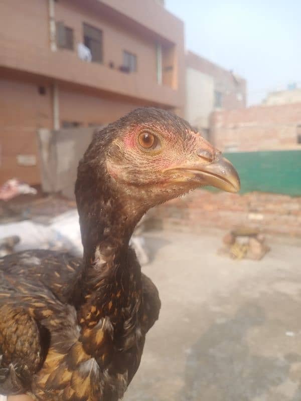 Aseel pakoya female pathi for sale 03317960988 2