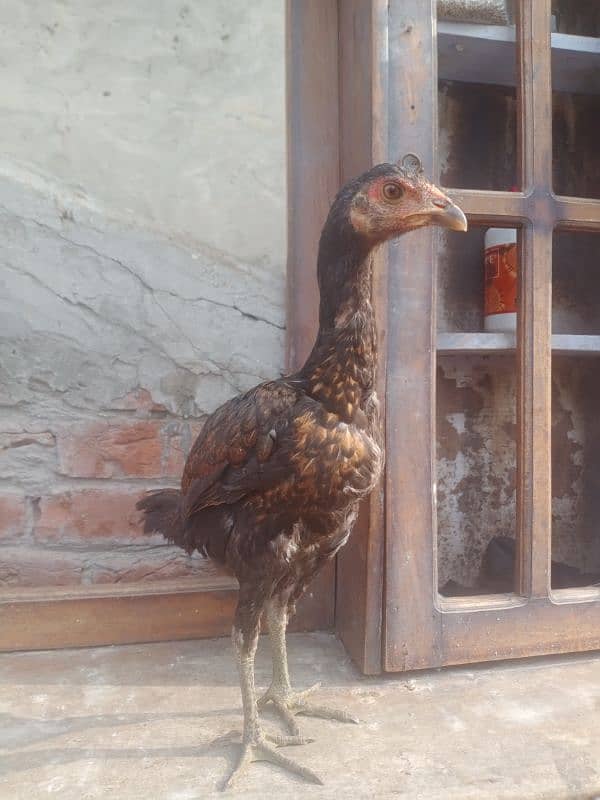 Aseel pakoya female pathi for sale 03317960988 3