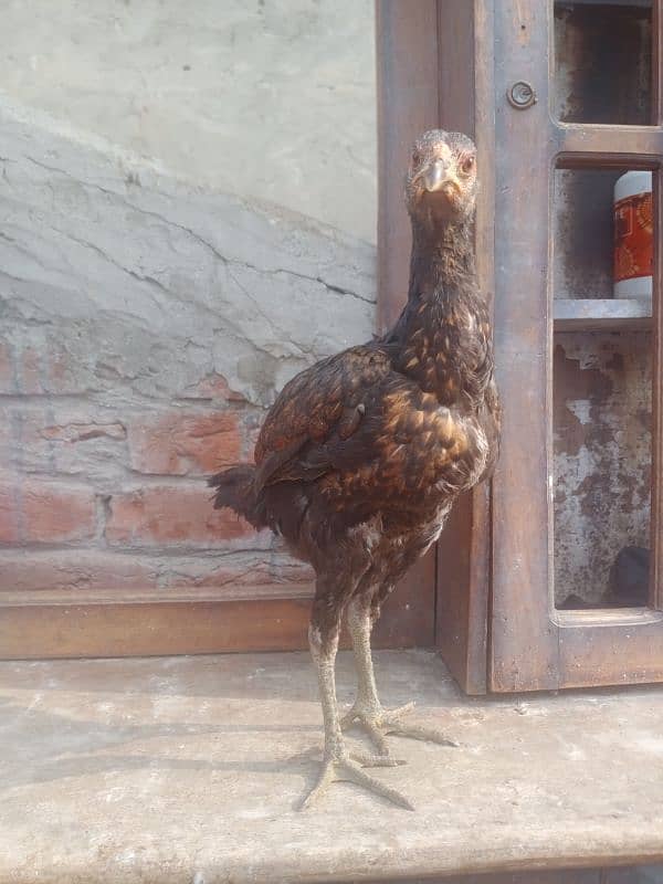 Aseel pakoya female pathi for sale 03317960988 4