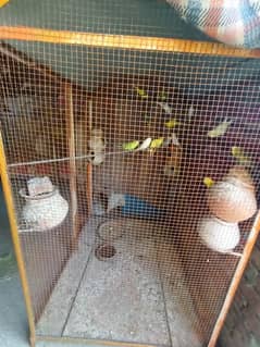 Australian Parrot. 20 Parrot included cage