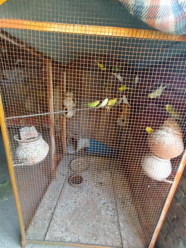 Australian Parrot. 20 Parrot included cage 0