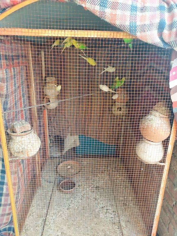 Australian Parrot. 20 Parrot included cage 2