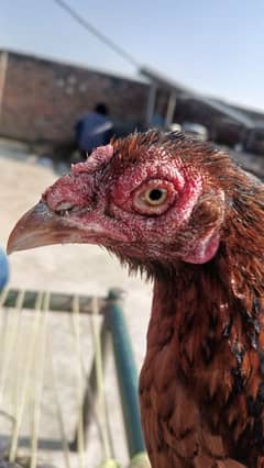 Old bloodline Aseel hen