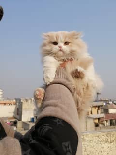 Beautifull persian kittens