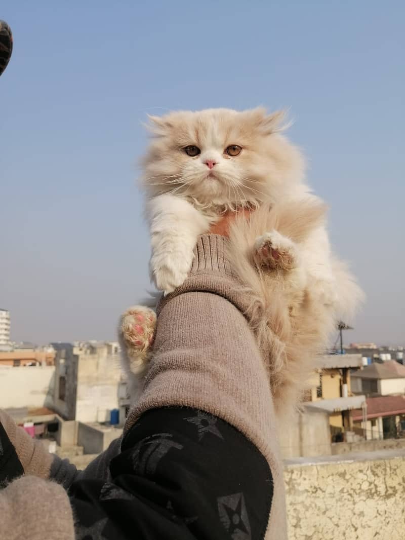 Beautifull persian kittens 0