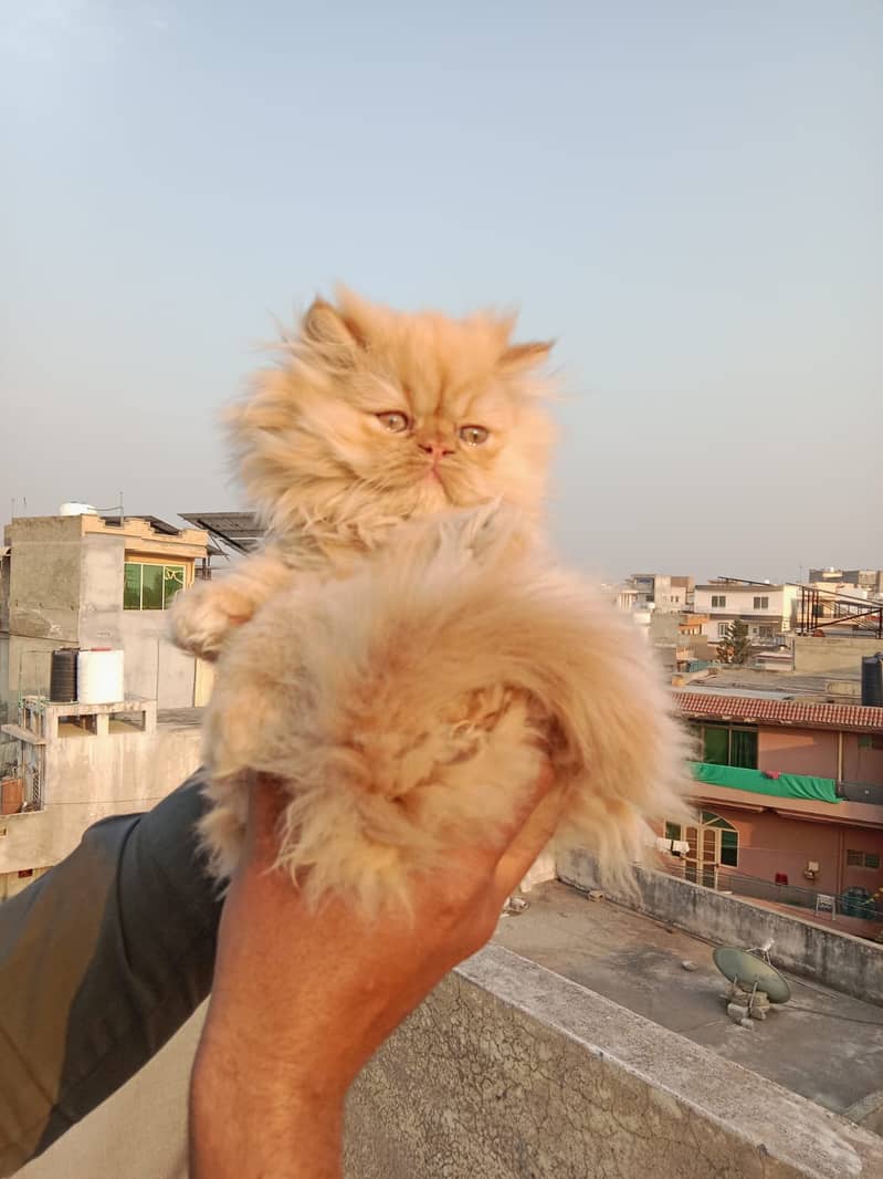 Beautifull persian kittens 2