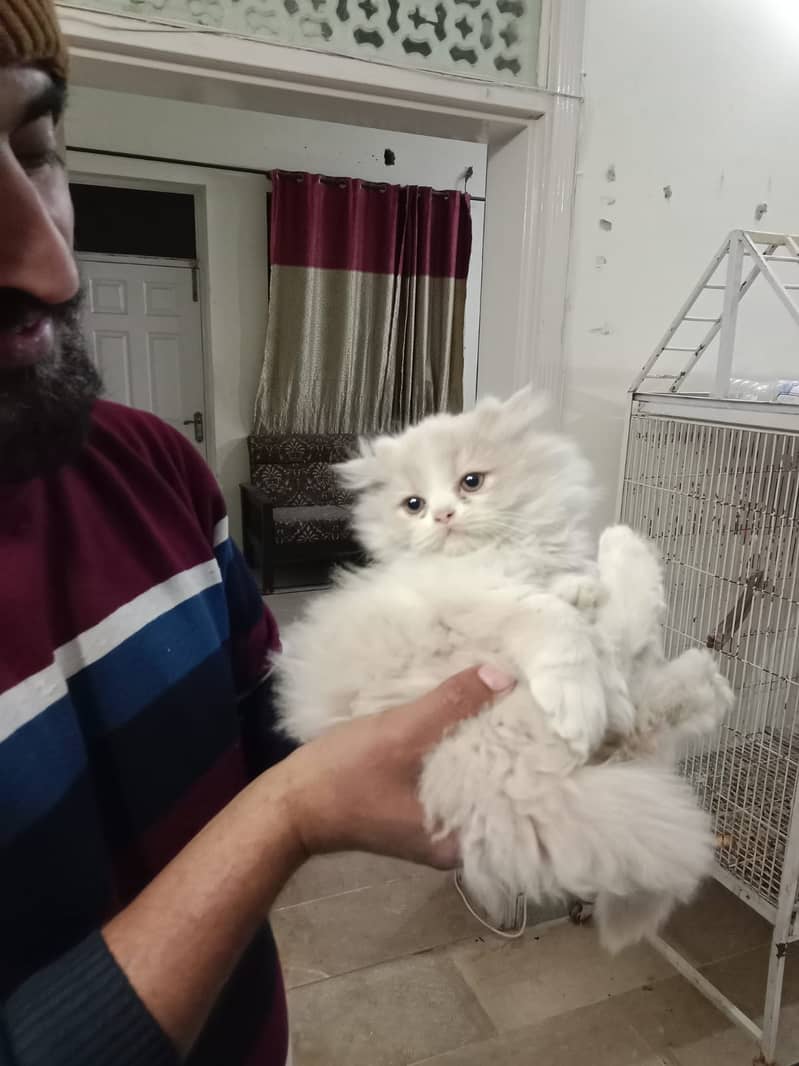 Beautifull persian kittens 4