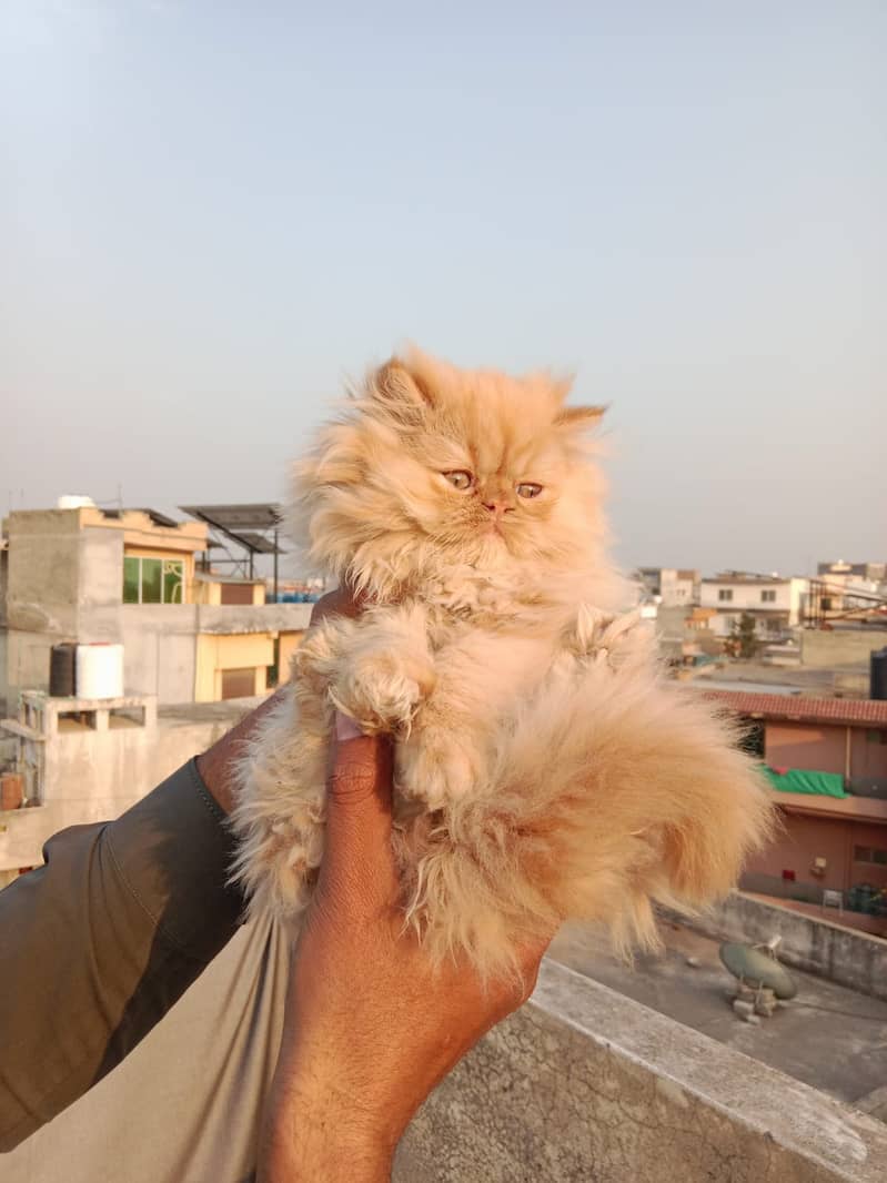 Beautifull persian kittens 6