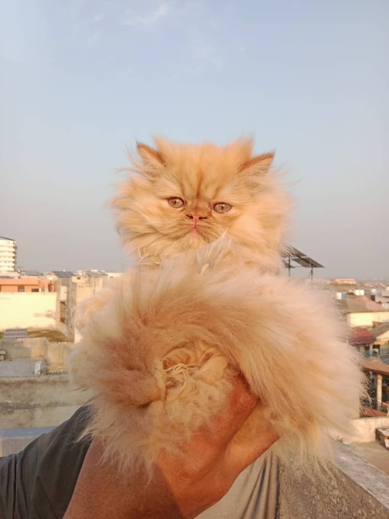 Beautifull persian kittens 8