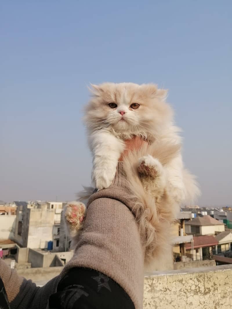 Beautifull persian kittens 9