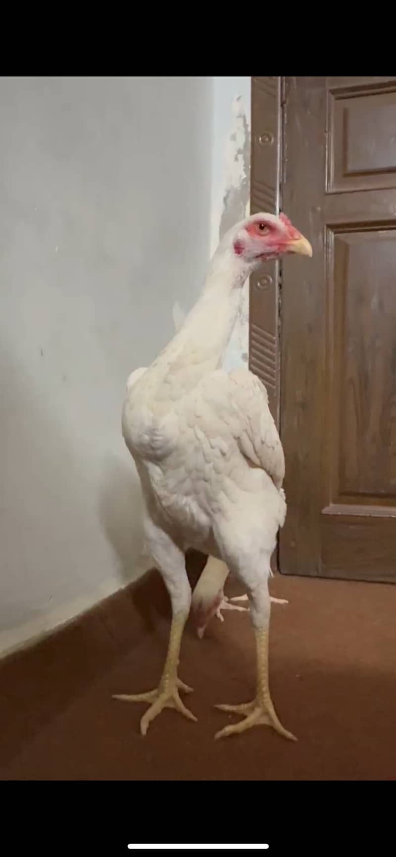 white king shamoo |Aseel shamoo | female breeder 2