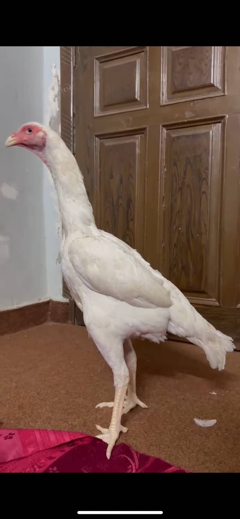 white king shamoo |Aseel shamoo | female breeder 4