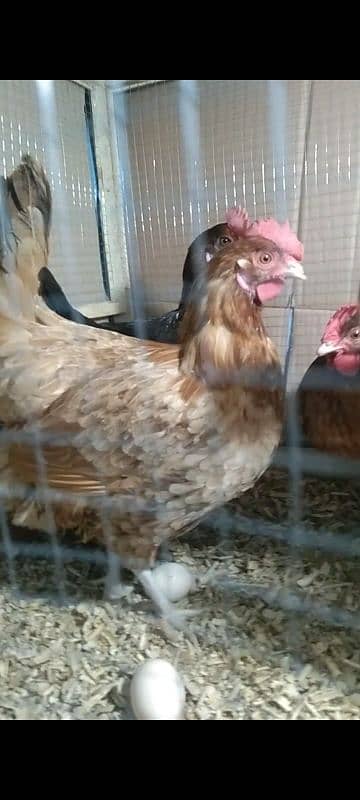 Golden Misri | Hen | Murghiya | egg laying hen 0