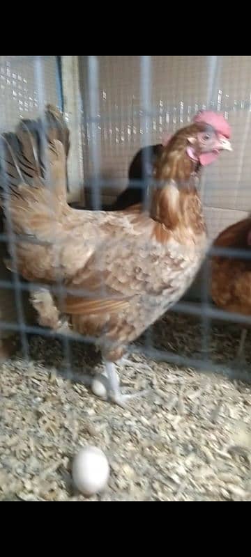 Golden Misri | Hen | Murghiya | egg laying hen 1