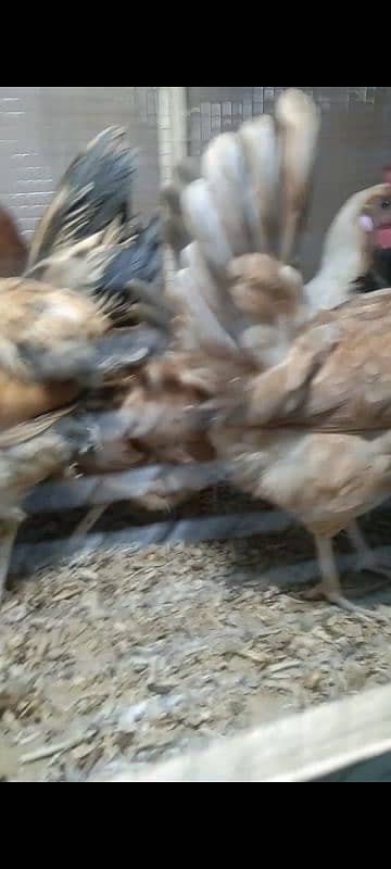 Golden Misri | Hen | Murghiya | egg laying hen 2