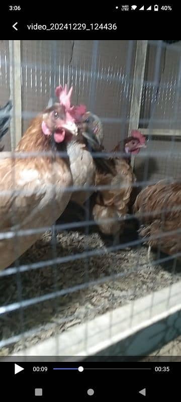 Golden Misri | Hen | Murghiya | egg laying hen 3