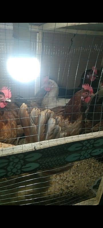 Golden Misri | Hen | Murghiya | egg laying hen 4