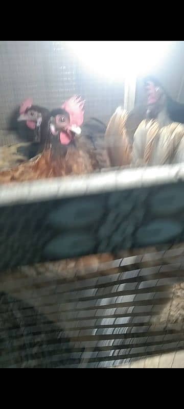 Golden Misri | Hen | Murghiya | egg laying hen 6