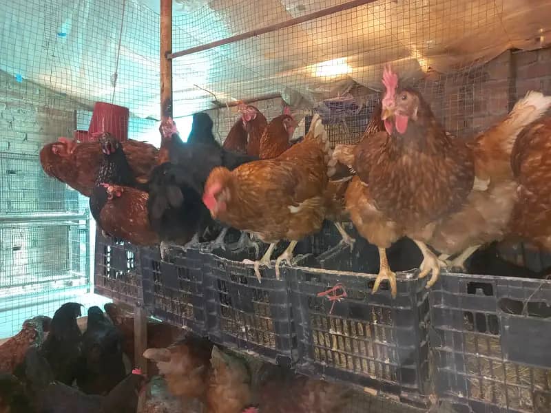 HENS FOR SALE 0