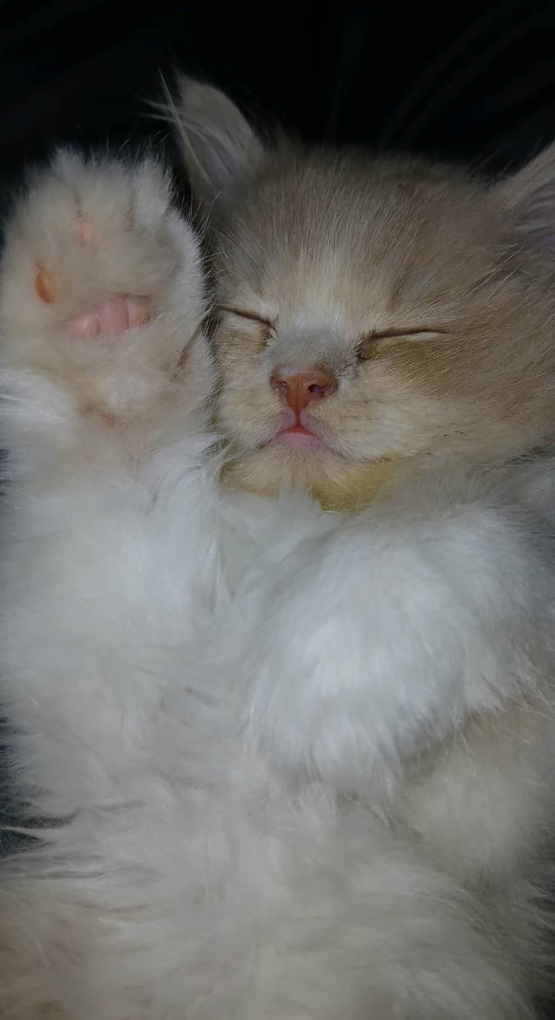 Persian cat curly hairs ginger colour 0