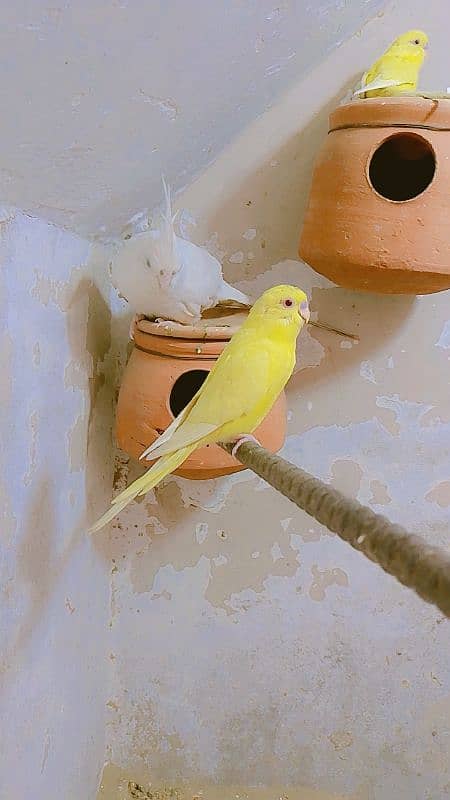 RED EYES BREEDER BUDGIES FOR SALE 1