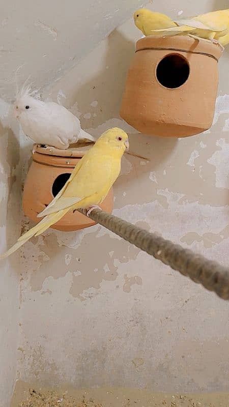 RED EYES BREEDER BUDGIES FOR SALE 3