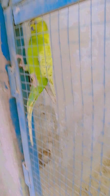 RED EYES BREEDER BUDGIES FOR SALE 4