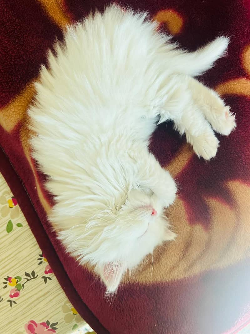 Triple white pure persian 0