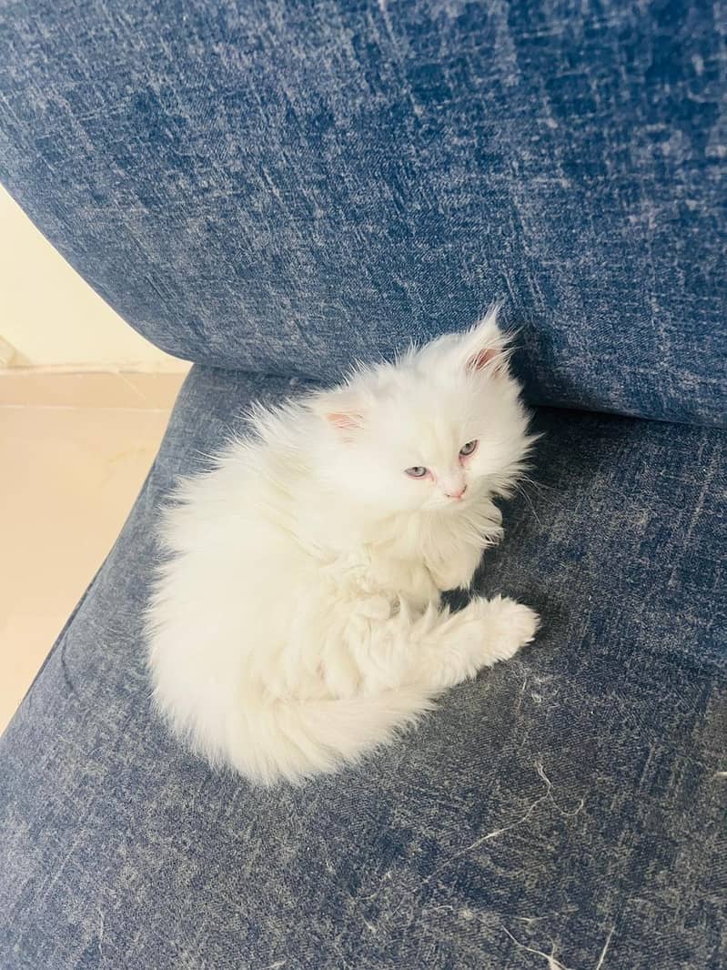 Triple white pure persian 1