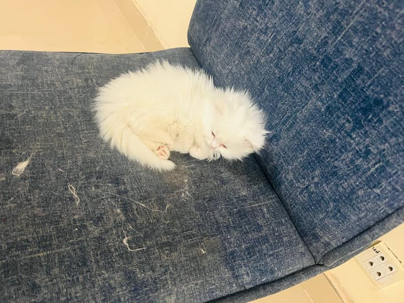 Triple white pure persian 2