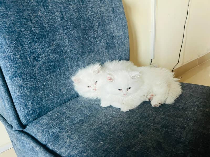 Triple white pure persian 3