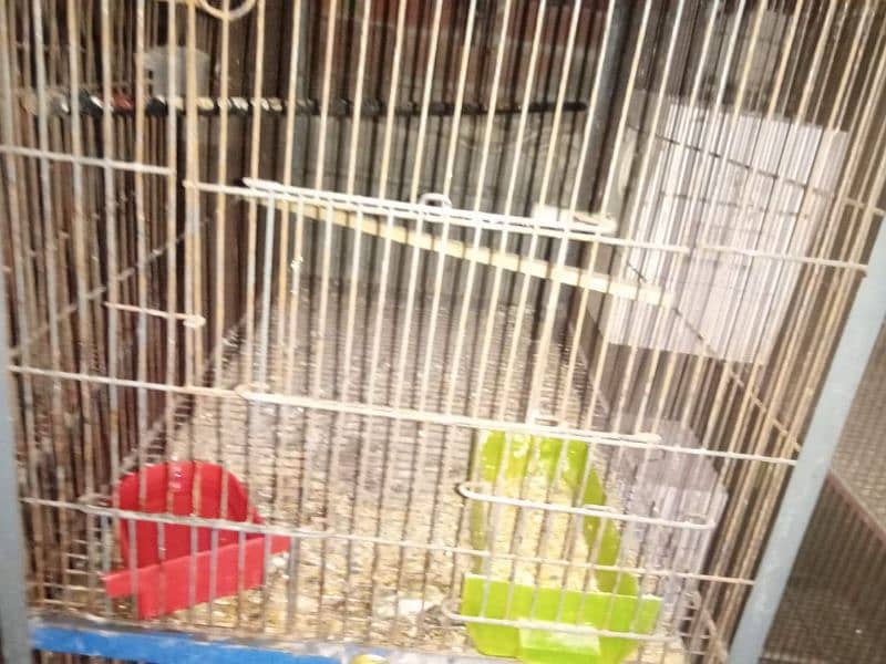 some love birds and cage for sale 0