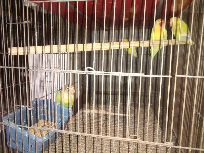 some love birds and cage for sale 2