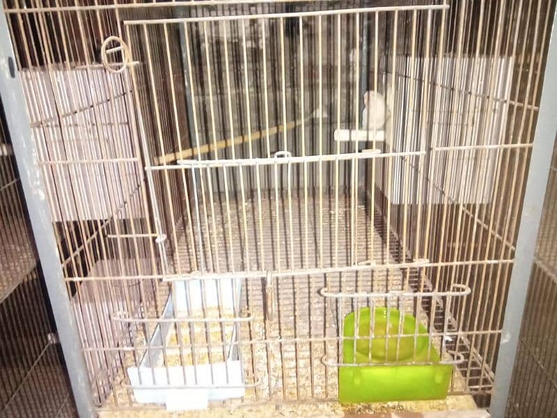 some love birds and cage for sale 4