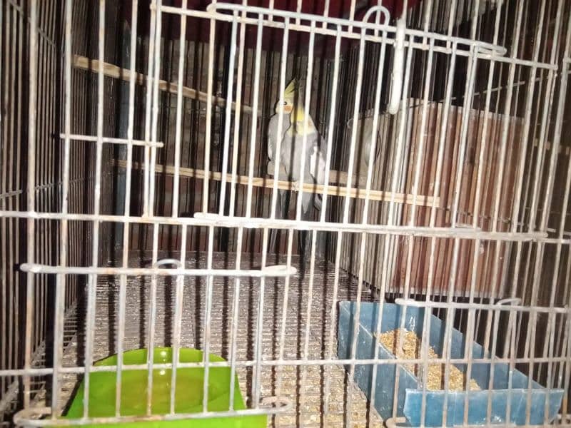 some love birds and cage for sale 6