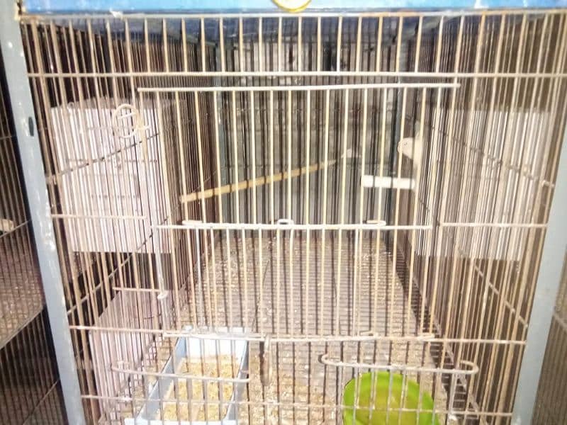 some love birds and cage for sale 7