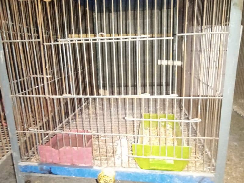 some love birds and cage for sale 8