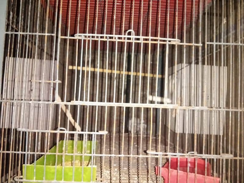 some love birds and cage for sale 11