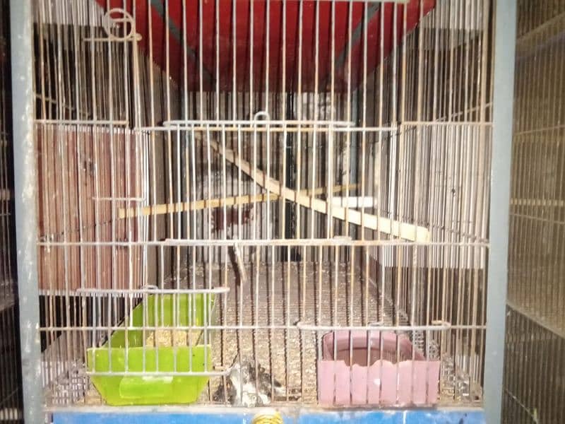 some love birds and cage for sale 12