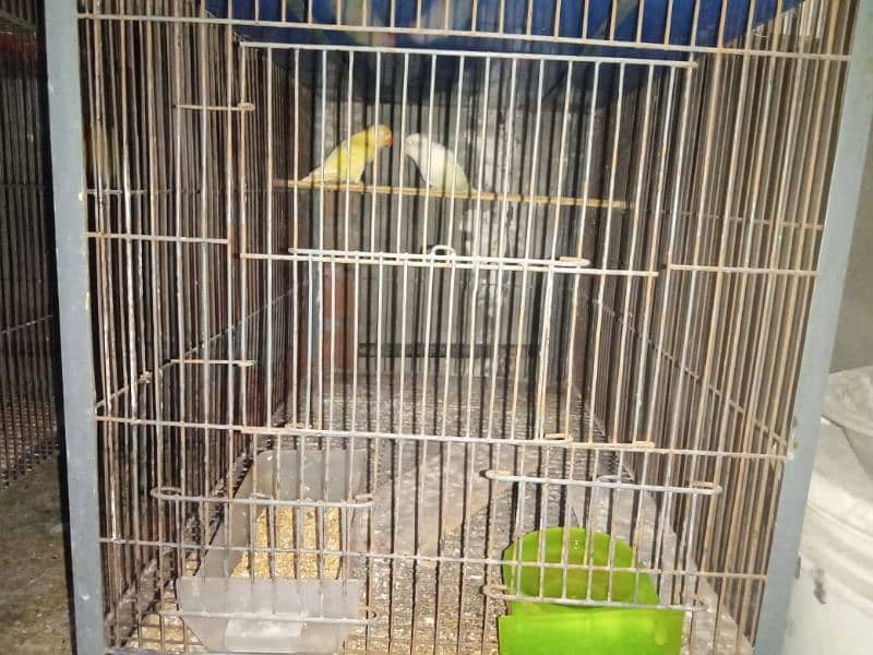 some love birds and cage for sale 13