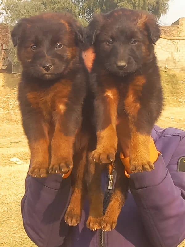 German shepherd long court paper For sale 0