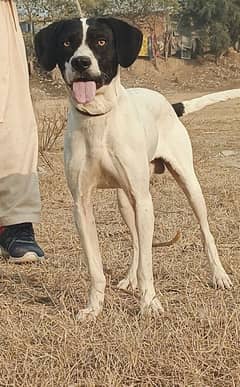 pointer male age 12 month shekari and security dog for sale