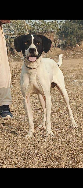 pointer male age 12 month shekari and security dog for sale 1