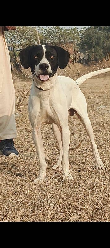 pointer male age 12 month shekari and security dog for sale 2