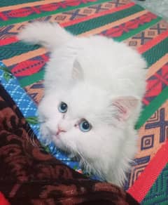 White Persian blue eyes male cat