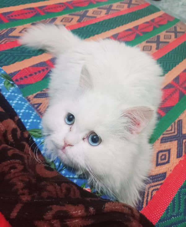 White Persian blue eyes male cat 0