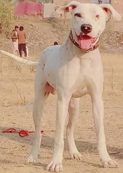 Lapa Gultair male Age 8 month full security guard dog for sale