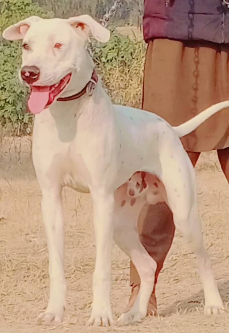 Lapa Gultair male Age 8 month full security guard dog for sale 1